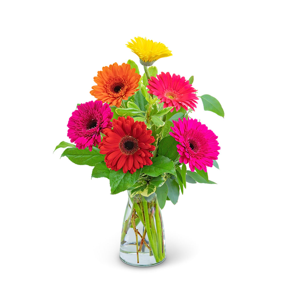 Gleeful Gerbera