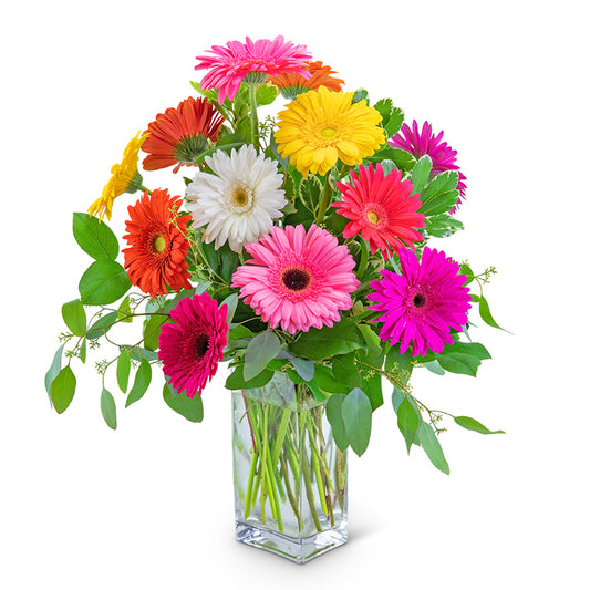 One Dozen Dashing Gerbera