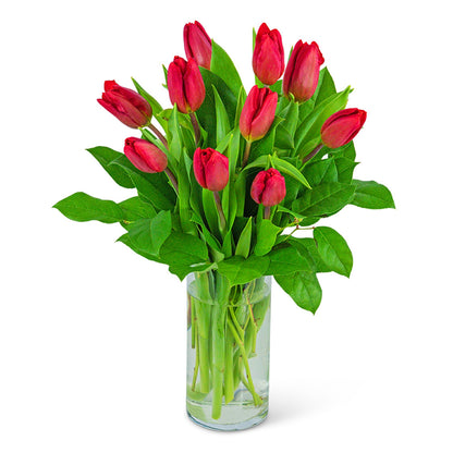 Red Tulips