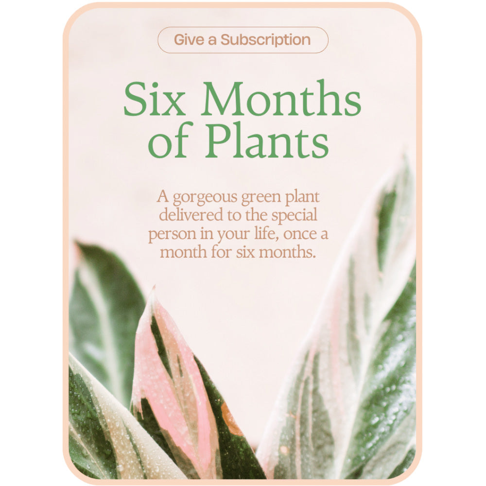 Plant Subscription (6)