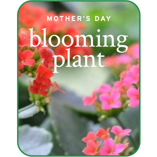 Mother's Day Blooming Plant