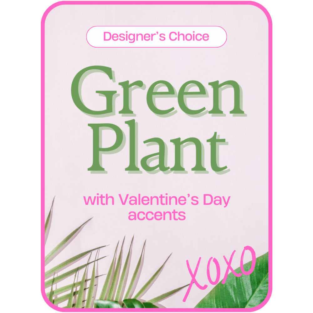 Designer's Choice Valentine's Day Green Plant