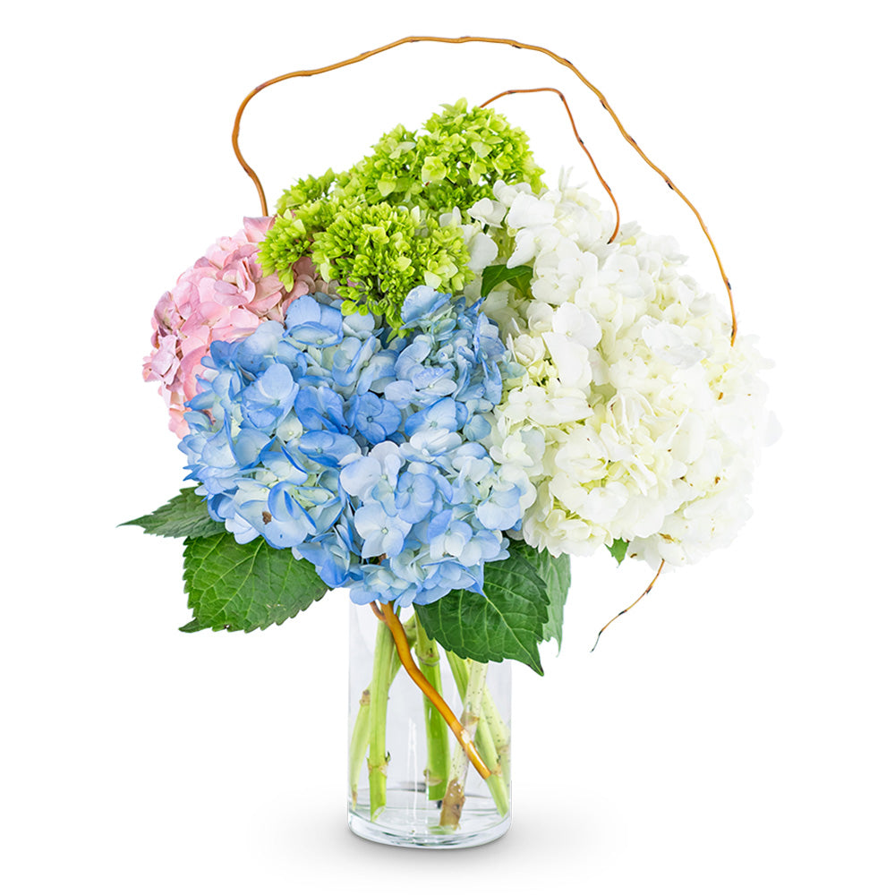 Sweet Hydrangea