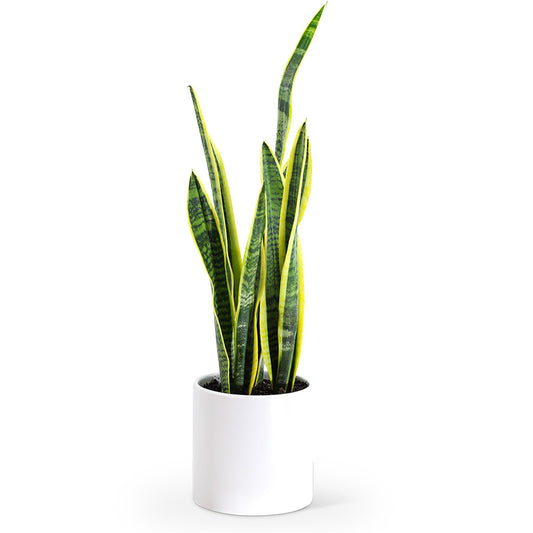 Sansevieria Plant