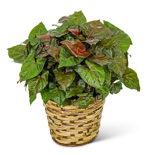 Arrowhead Plant in Basket