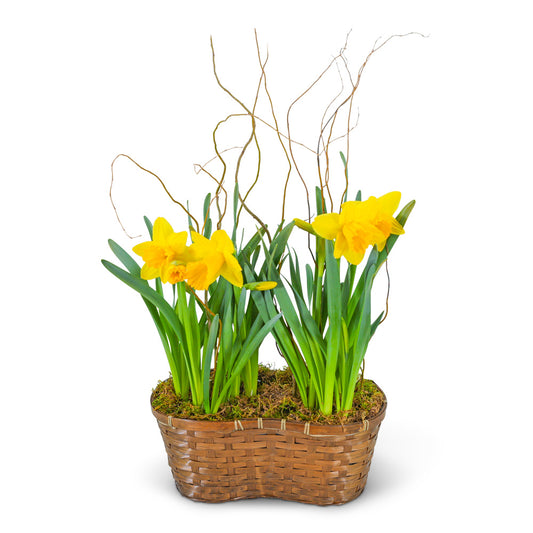 Double Daffodil Basket