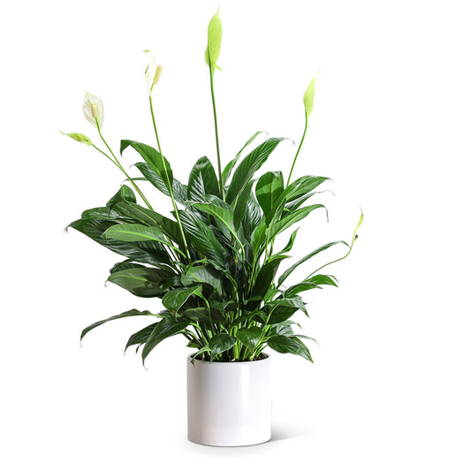 Peace Lily Plant