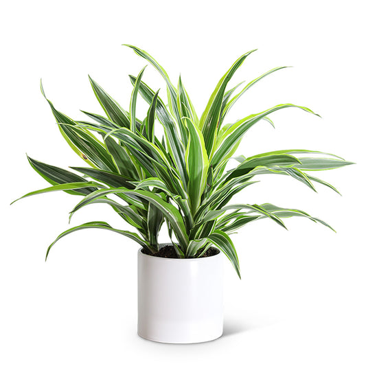 Dracaena Lemon Lime Plant