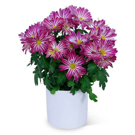 Purple Daisy Chrysanthemum Plant Large