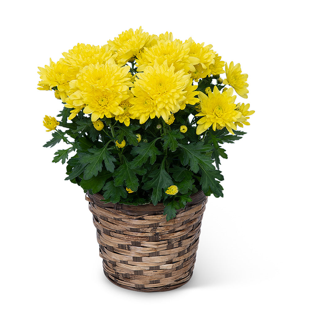 Yellow Chrysanthemum Plant