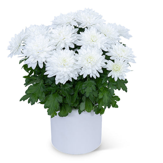 White Chrysanthemum Plant