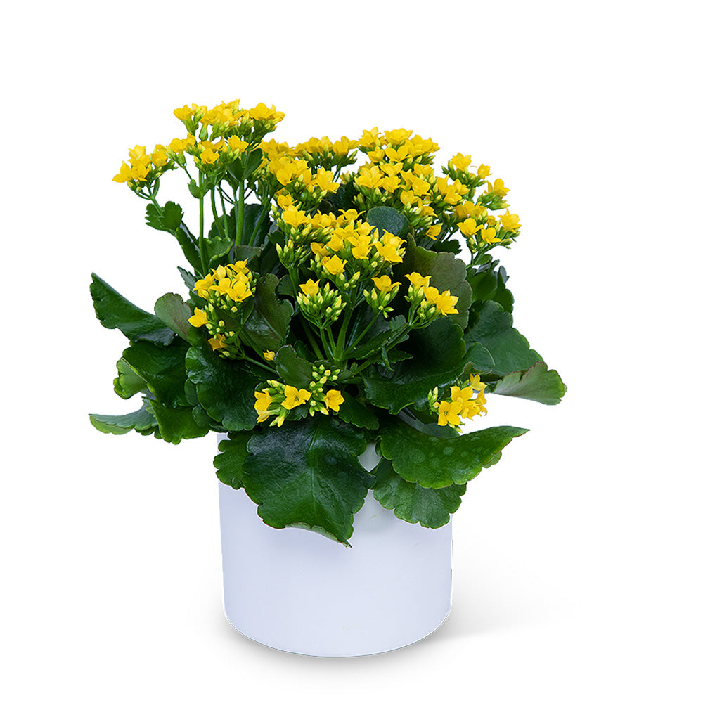 Yellow Kalanchoe Plant