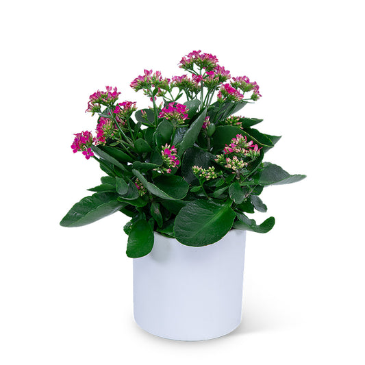 Pink Kalanchoe Plant