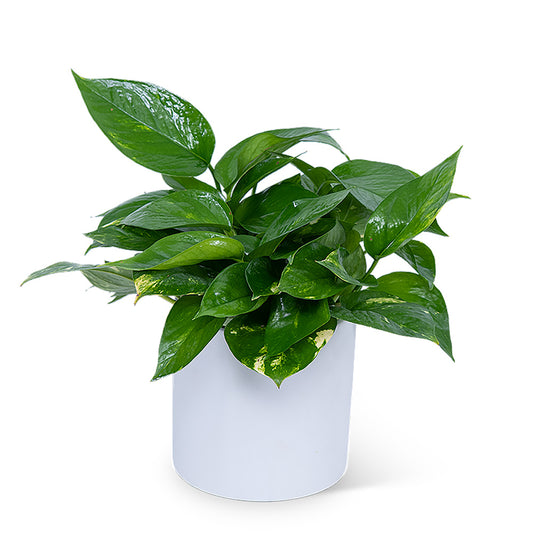 Pothos Plant