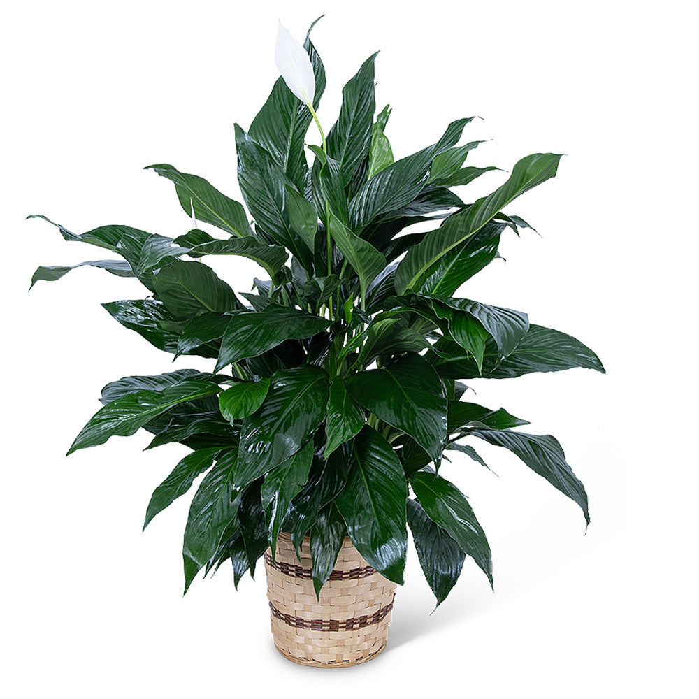 Medium Peace Lily Plant