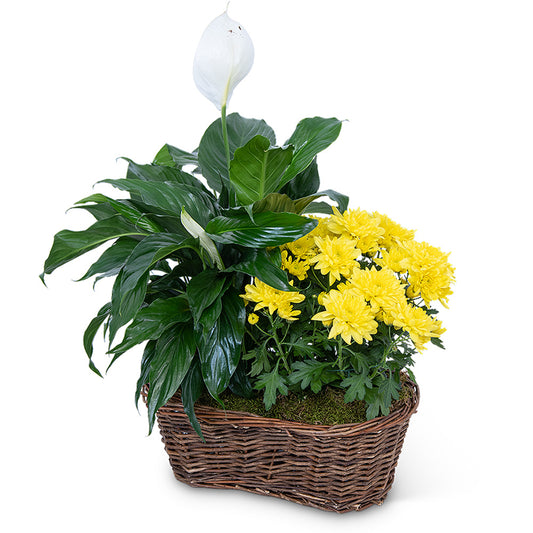 Peace Lily with Yellow Mum Plant