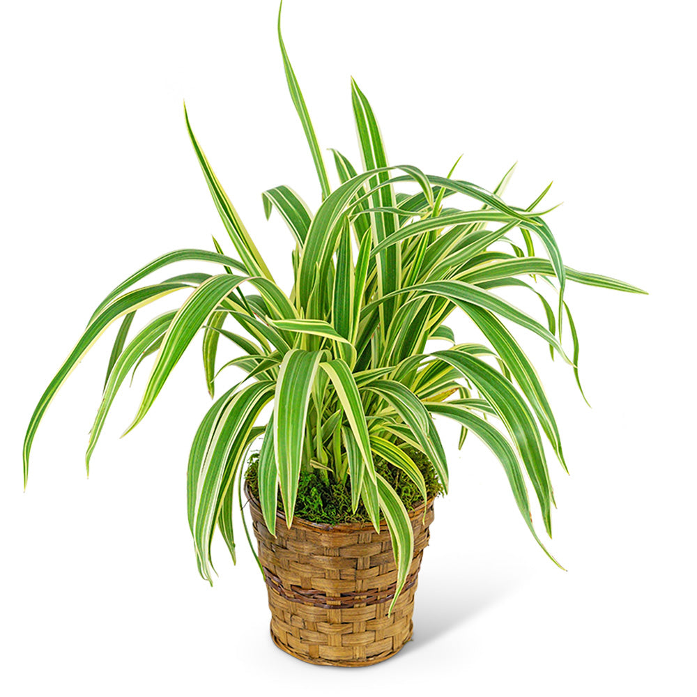 Flax Lily Plant in Basket