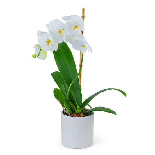 White Orchid Plant