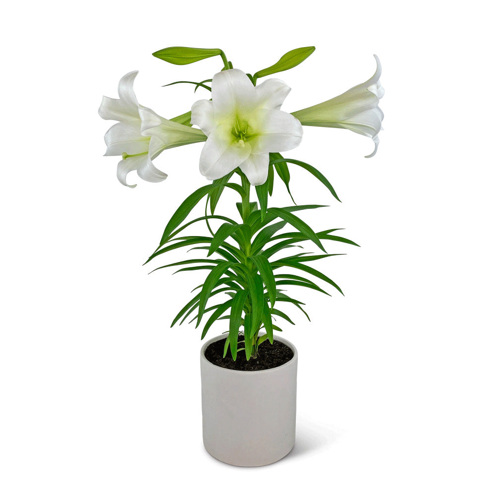 Easter Lily Plant