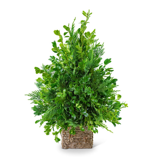 Boxwood Simplicity Tree