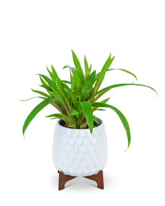 Mod Bromeliad Plant