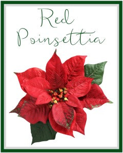 Red Poinsettia