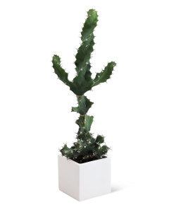 Cactus Plant