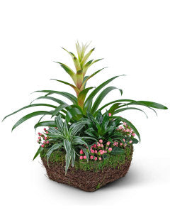 Bromeliad Comfort Planter