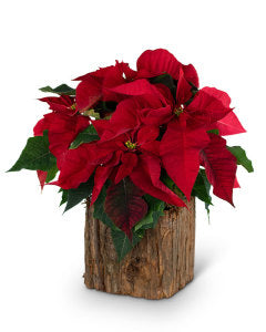 Natural Red Poinsettia Plant